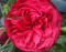Róża wielkokwiatowa Cacchino