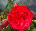 Róża wielkokwiatowa Cacchino
