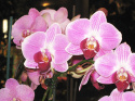 Substral pałeczki nawozowe do orchidei 10szt