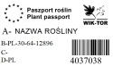 Azalia japońska Maruschka