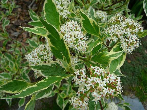 Dereń biały Sibirica Variegata