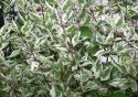 Dereń biały Sibirica Variegata