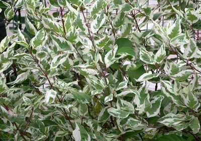 Dereń biały Sibirica Variegata