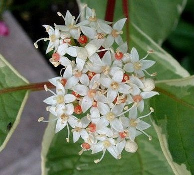 Dereń biały Sibirica Variegata