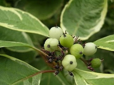 Dereń biały Sibirica Variegata