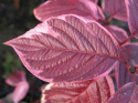 Dereń biały Sibirica Variegata