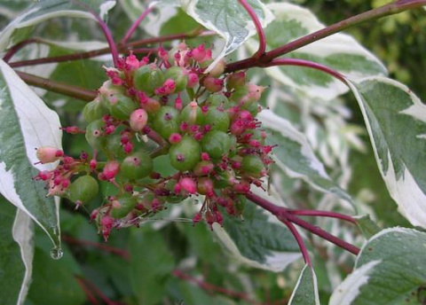 Dereń biały Sibirica Variegata