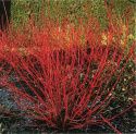 Dereń biały Sibirica Variegata