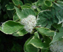 Dereń biały Sibirica Variegata
