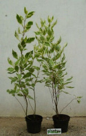Dereń biały Sibirica Variegata