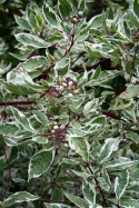 Dereń biały Sibirica Variegata