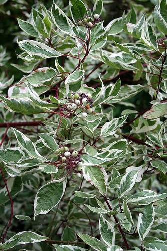 Dereń biały Sibirica Variegata