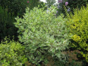 Dereń biały Sibirica Variegata
