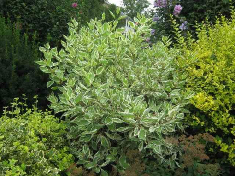 Dereń biały Sibirica Variegata