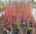 Dereń biały Sibirica Variegata