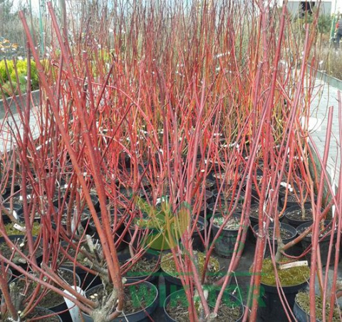 Dereń biały Sibirica Variegata