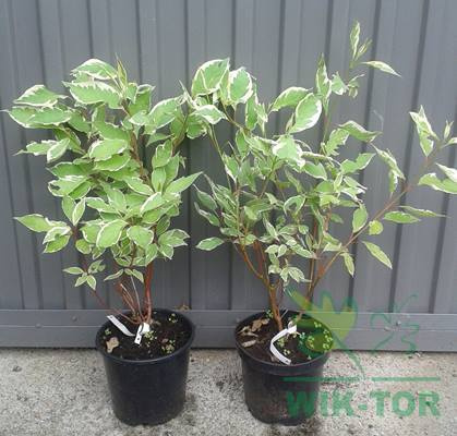 Dereń biały Sibirica Variegata