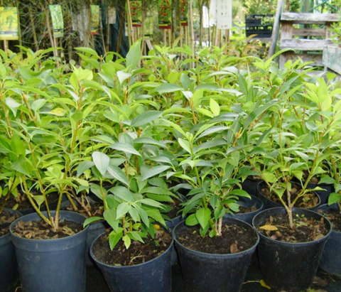 Forsycja pośrednia