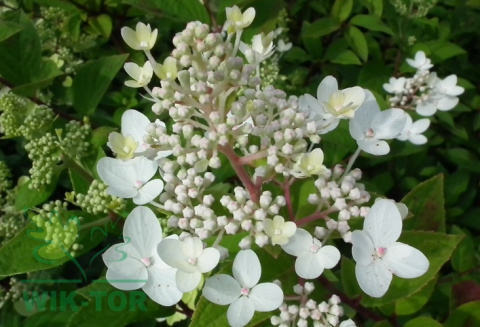 Hortensja bukietowa 'Pink Diamond'