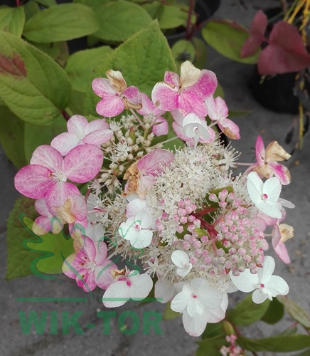 Hortensja bukietowa 'Pink Diamond'