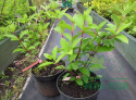 Hortensja bukietowa 'Pink Diamond'