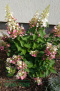 Hortensja bukietowa 'Pink Diamond'