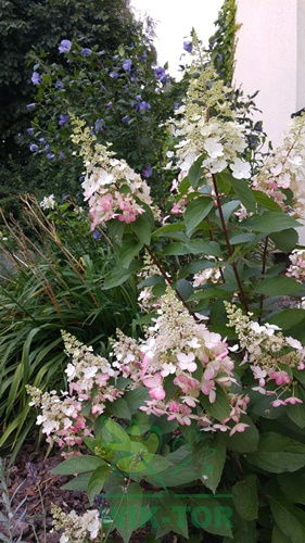 Hortensja bukietowa 'Pink Diamond'