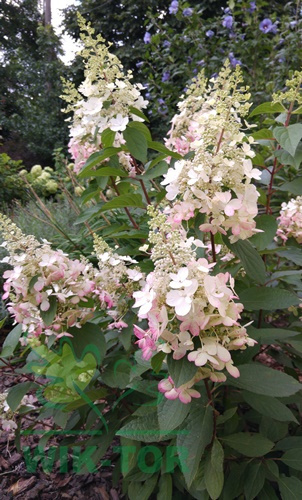 Hortensja bukietowa 'Pink Diamond'