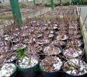 Hortensja bukietowa 'Pink Diamond'