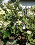 Hortensja bukietowa 'Pink Diamond'