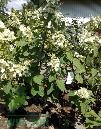 Hortensja bukietowa 'Pink Diamond'