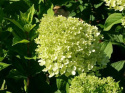 Hortensja bukietowa 'Diamantino'