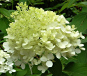 Hortensja bukietowa 'Diamantino'