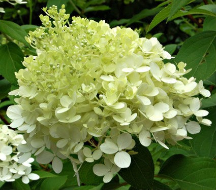 Hortensja bukietowa 'Diamantino'
