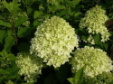 Hortensja bukietowa 'Diamantino'