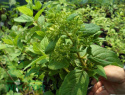 Hortensja bukietowa 'Diamantino'
