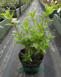 Hortensja bukietowa 'Diamantino'