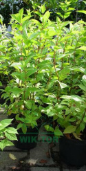 Hortensja bukietowa 'Diamantino'