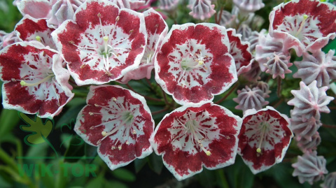 Kalmia szerokolistna Minuet