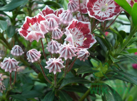 Kalmia szerokolistna Minuet