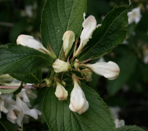 Krzewuszka Candida