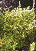 Krzewuszka Nana Variegata