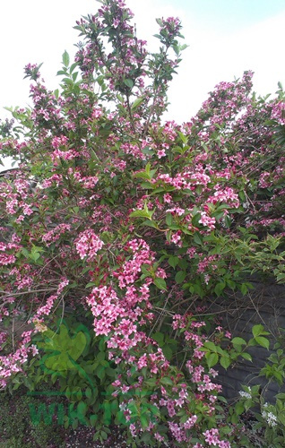 Krzewuszka Styriaca