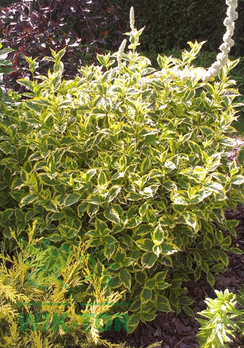 Krzewuszka Variegata