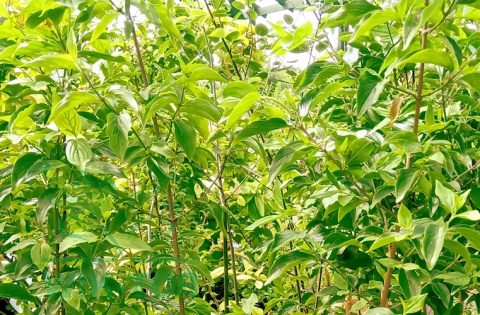 Dereń jadalny Aurea