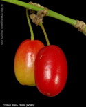 Dereń jadalny Variegata