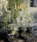 Dereń jadalny Variegata