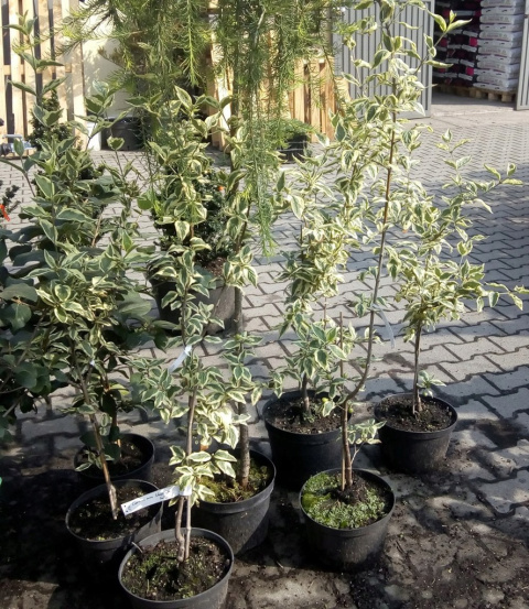 Dereń jadalny Variegata