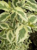 Dereń jadalny Variegata