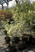 Dereń jadalny Variegata